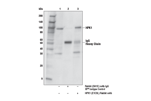 Immunoprecipitation Image 1: HPK1 (E1C3L) Rabbit Monoclonal Antibody