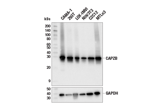 Western Blotting Image 1: CAPZB (E4H6C) Rabbit mAb