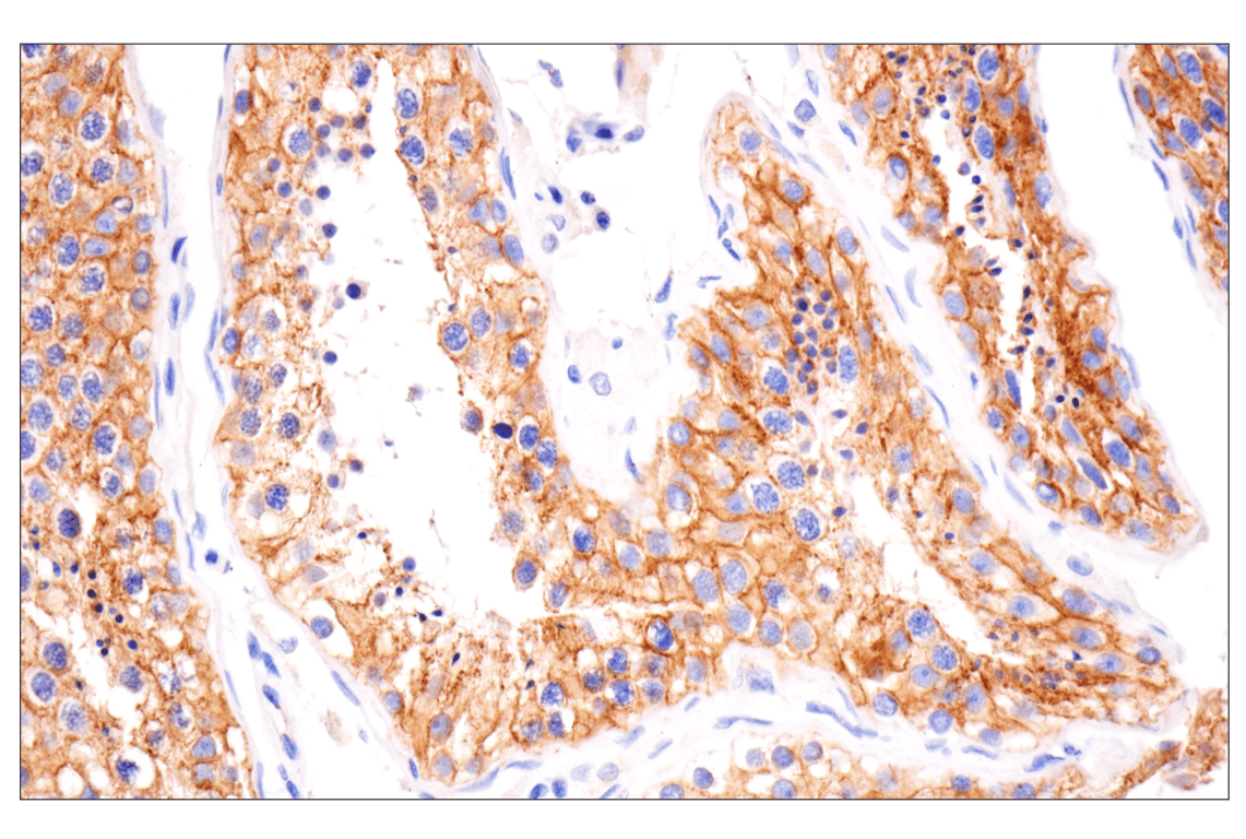 Immunohistochemistry Image 4: N-Cadherin (13A9) Mouse Monoclonal Antibody