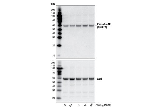 undefined Image 3: Rat Vascular Endothelial Growth Factor-164 (rVEGF<sub>164</sub> )