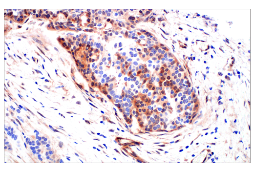 Immunohistochemistry Image 2: Phospho-CrkL (Tyr207) (E9A1U) Rabbit Monoclonal Antibody (BSA and Azide Free)