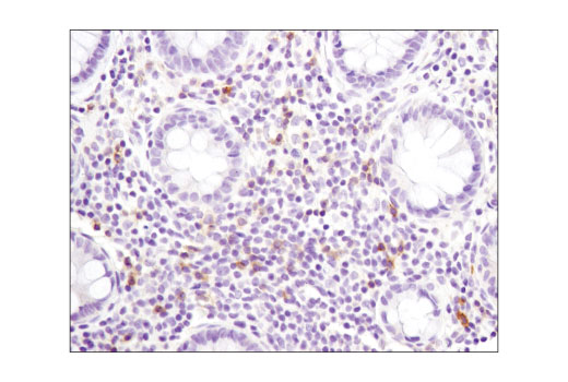 Immunohistochemistry Image 1: GITR (D9I9D) Rabbit mAb (BSA and Azide Free)