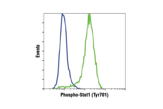 undefined Image 14: Phospho-Stat Antibody Sampler Kit