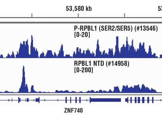Chromatin Immunoprecipitation Image 1: Phospho-Rpb1 CTD (Ser2/Ser5) (D1G3K) Rabbit Monoclonal Antibody