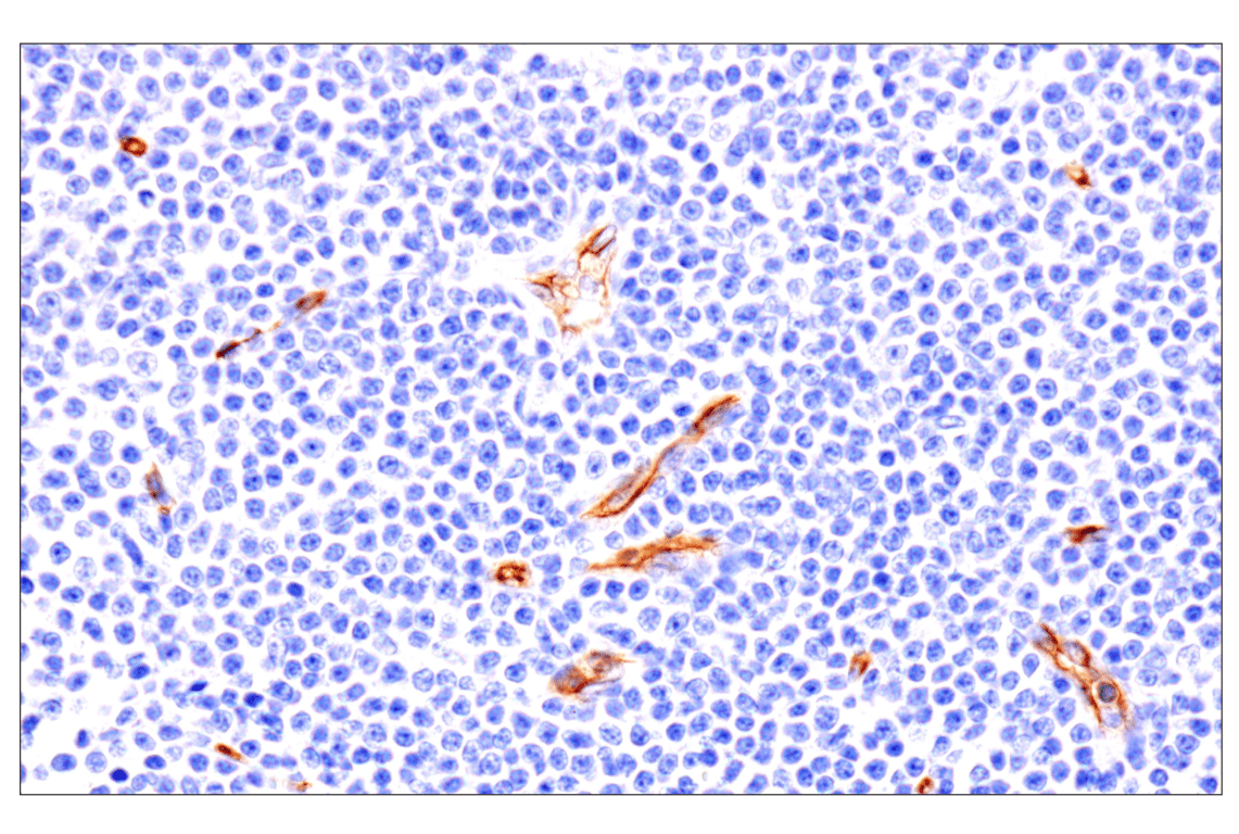 Immunohistochemistry Image 5: EMCN (E3Z4D) Rabbit Monoclonal Antibody
