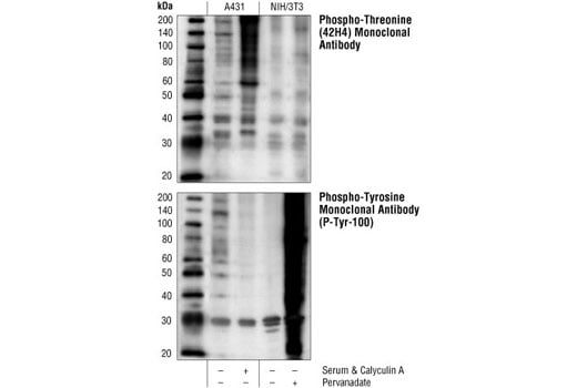 Western Blotting Image 1: Phospho-Threonine (42H4) Mouse mAb