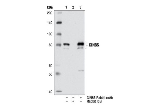 Immunoprecipitation Image 1: CIN85 (D1A4) Rabbit Monoclonal Antibody