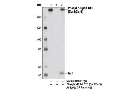 undefined Image 3: Phospho-Rpb1 CTD (Ser2/Ser5) Antibody (IP Preferred)