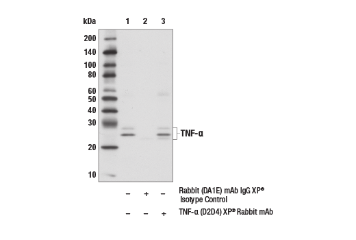 Immunoprecipitation Image 1: TNF-alpha (D2D4) Rabbit Monoclonal Antibody