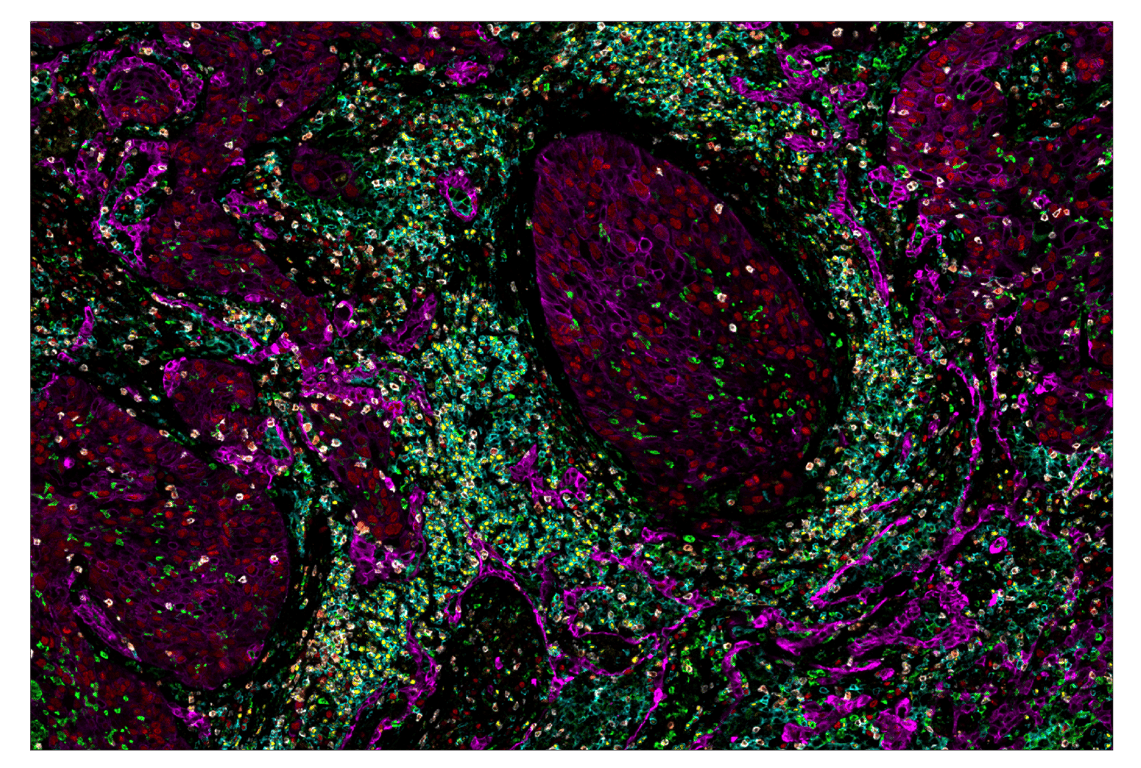 Immunohistochemistry Image 1: CD4 (MSVA-004R) & CO-0071-750 SignalStar<sup>™</sup> Oligo-Antibody Pair