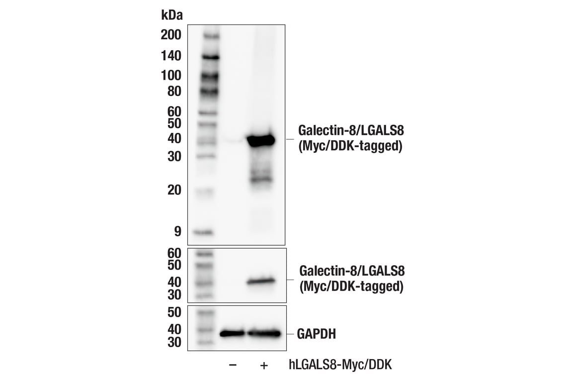 Western Blotting Image 2: Galectin-8/LGALS8 (F9O3T) Rabbit Monoclonal Antibody