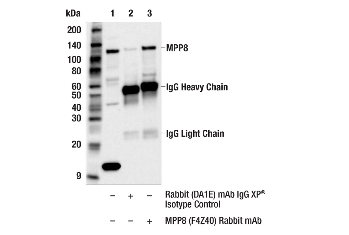 Immunoprecipitation Image 1: MPP8 (F4Z4O) Rabbit Monoclonal Antibody