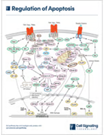 Regulation of Apoptosis diagram