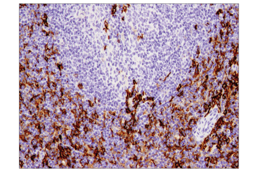 Immunohistochemistry Image 1: CD11c (D1V9Y) Rabbit Monoclonal Antibody (BSA and Azide Free)