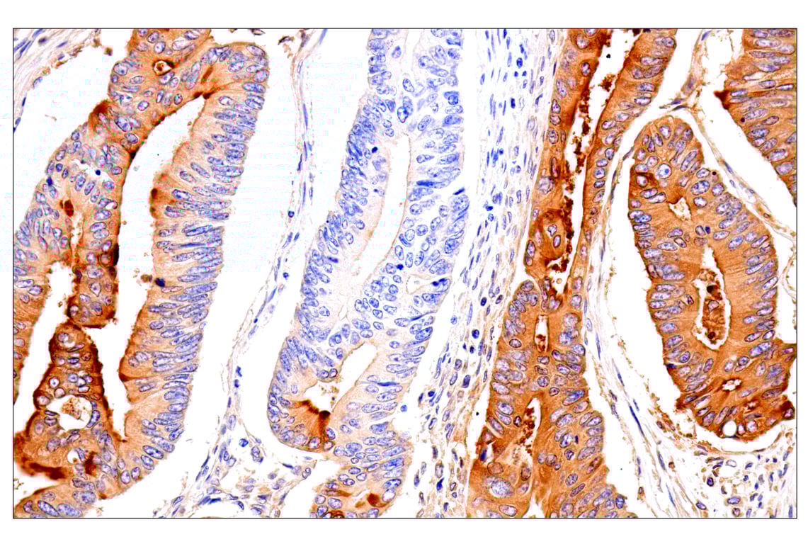 Immunohistochemistry Image 4: CEACAM7 (E5Q6X) Rabbit Monoclonal Antibody