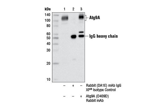 Western Blotting Image 3: Atg9A (D4O9D) Rabbit Monoclonal Antibody