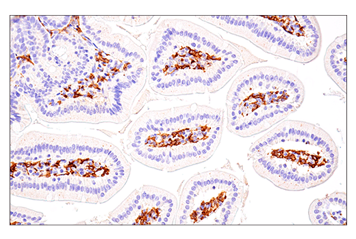 Immunohistochemistry Image 7: Fc-gammaRIV (E8I7C) Rabbit Monoclonal Antibody