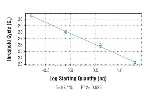 Chromatin Immunoprecipitation Image 2: SimpleChIP<sup>®</sup> Mouse Ccdc57 Intron 5 Primers
