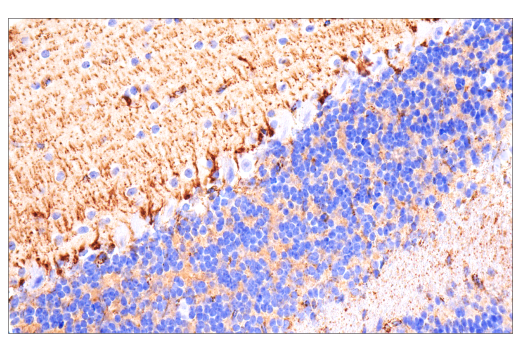 Immunohistochemistry Image 3: Maoa (E3L3B) Rabbit Monoclonal Antibody