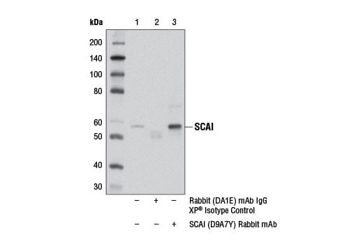 Immunoprecipitation Image 1: SCAI (D9A7Y) Rabbit Monoclonal Antibody