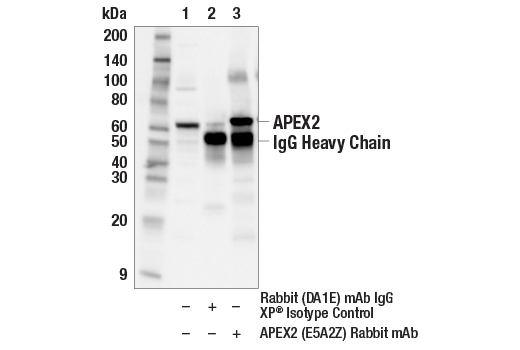 Immunoprecipitation Image 1: APEX2 (E5A2Z) Rabbit Monoclonal Antibody