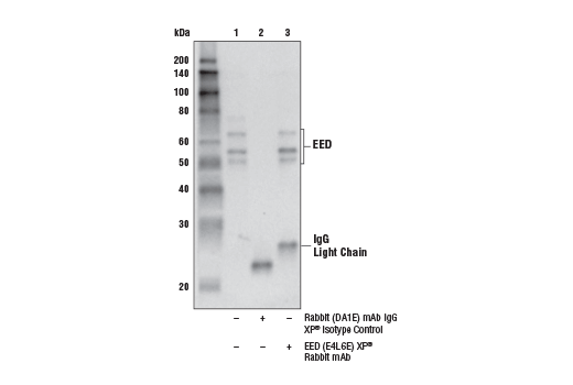 Immunoprecipitation Image 1: EED (E4L6E) Rabbit Monoclonal Antibody