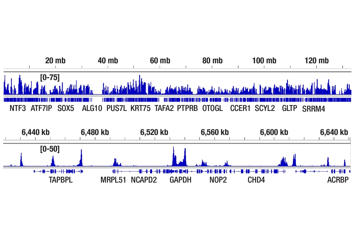 CUT & Tag Image 2: Di-Methyl-Histone H3 (Lys4) (C64G9) Rabbit Monoclonal Antibody