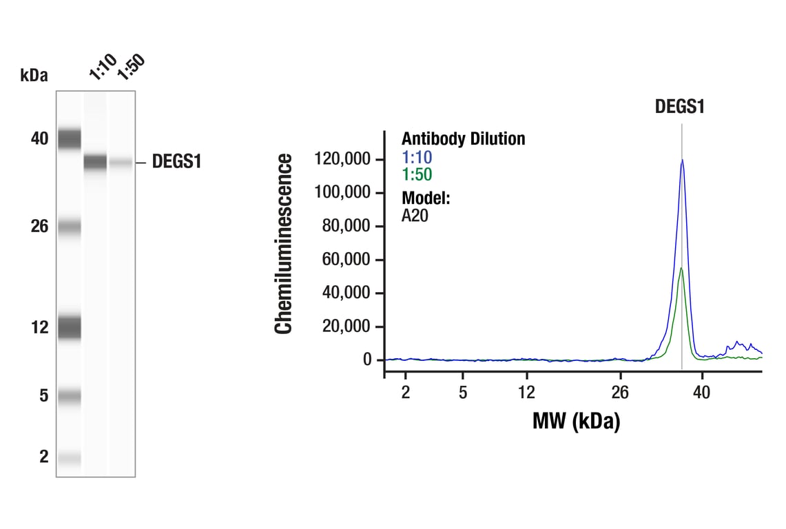 Western Blotting Image 1: DEGS1 (F7G2J) Rabbit Monoclonal Antibody
