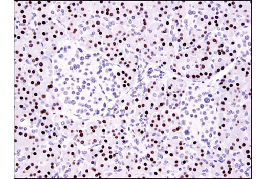 Immunohistochemistry Image 1: MIST1/bHLHa15 (D7N4B) Rabbit Monoclonal Antibody