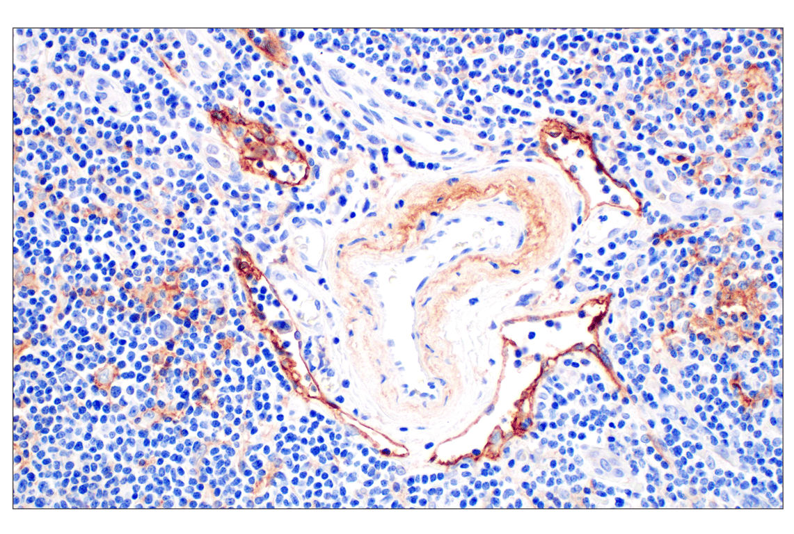 Immunohistochemistry Image 1: Neuropilin-2 (E5Q2G) Rabbit Monoclonal Antibody (BSA and Azide Free)