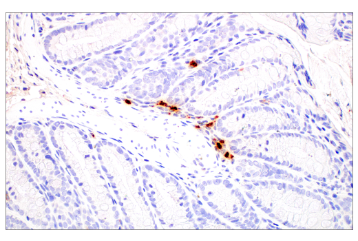 Immunohistochemistry Image 3: Neutrophil Elastase (E8U3X) Rabbit Monoclonal Antibody (BSA and Azide Free)