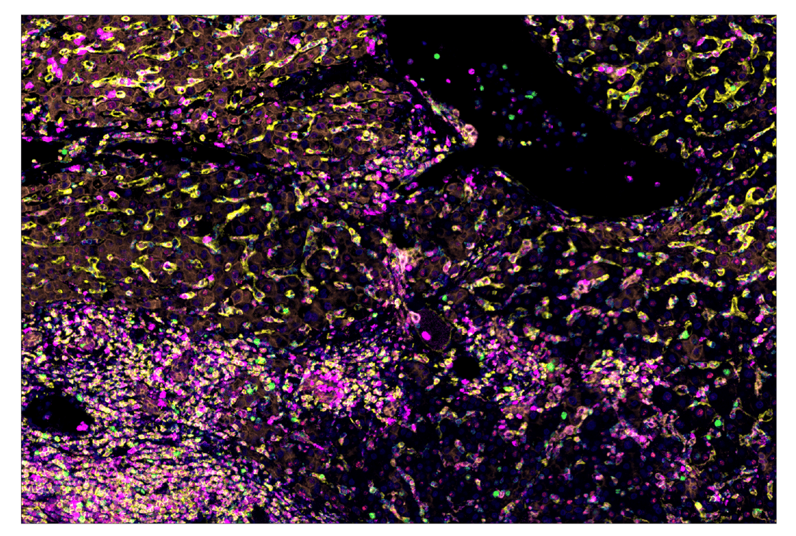 Immunohistochemistry Image 6: CD4 (MSVA-004R) & CO-0071-750 SignalStar<sup>™</sup> Oligo-Antibody Pair