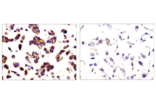 Immunohistochemistry Image 2: Spinophilin (E1E7R) Rabbit Monoclonal Antibody