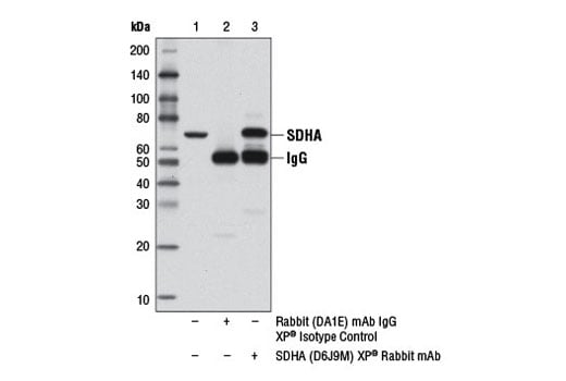 Immunoprecipitation Image 1: SDHA (D6J9M) Rabbit Monoclonal Antibody