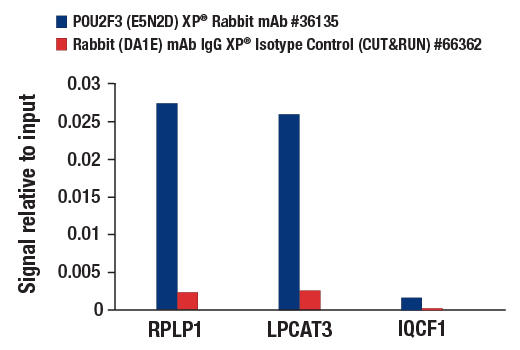 CUT & RUN Image 3: POU2F3 (E5N2D) Rabbit Monoclonal Antibody