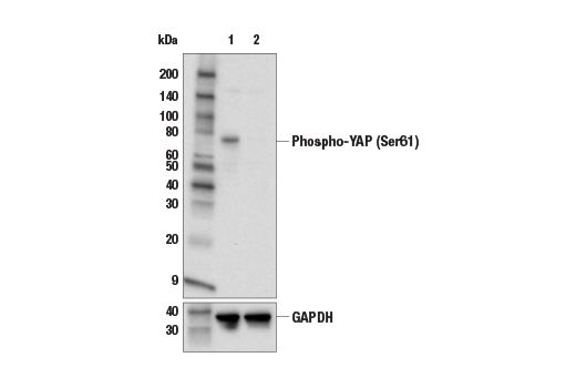 Western Blotting Image 2: Phospho-YAP (Ser61) Antibody