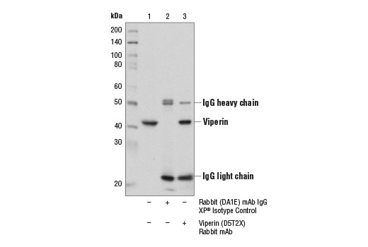 Immunoprecipitation Image 1: Viperin (D5T2X) Rabbit Monoclonal Antibody