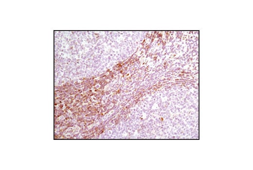 Immunohistochemistry Image 2: PDCD4 (D29C6) Rabbit Monoclonal Antibody
