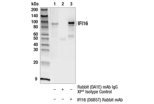 Immunoprecipitation Image 1: IFI16 (D8B5T) Rabbit Monoclonal Antibody
