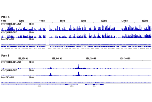 CUT & RUN Image 5: CUT&RUN pAG-MNase and Spike-In DNA
