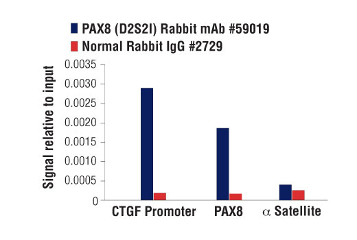Chromatin Immunoprecipitation Image 1: PAX8 (D2S2I) Rabbit Monoclonal Antibody