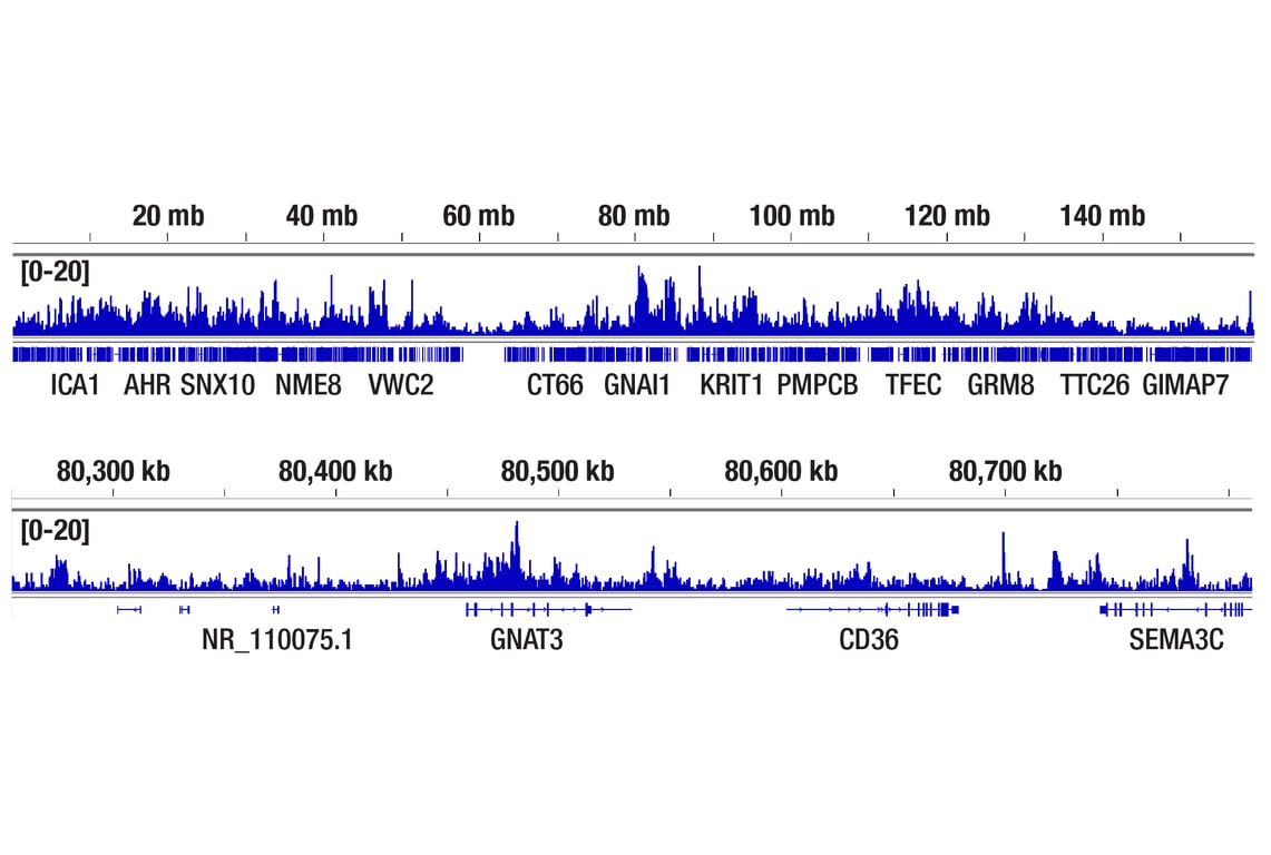 CUT & RUN Image 2: Di-Methyl-Histone H3 (Lys36) (C75H12) Rabbit Monoclonal Antibody (ChIP Formulated)