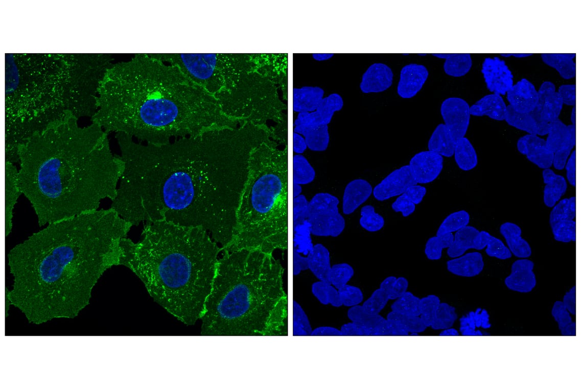 Immunofluorescence Image 1: LAT1/SLC7A5 (E9O4D) Rabbit Monoclonal Antibody