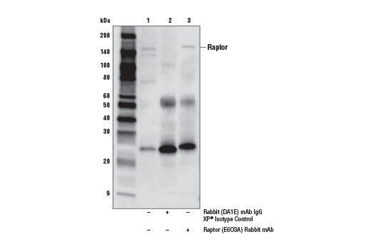 Immunoprecipitation Image 1: Raptor (E6O3A) Rabbit Monoclonal Antibody