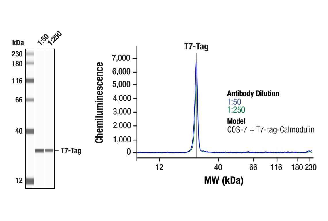 Western Blotting Image 1: T7-Tag (F1O6G) Mouse Monoclonal Antibody