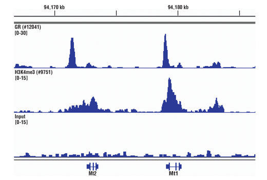 Chromatin Immunoprecipitation Image 3: SimpleChIP<sup>®</sup> Plus Sonication Chromatin IP Kit
