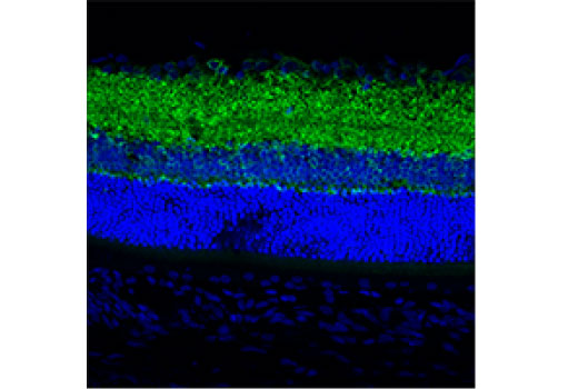 Immunofluorescence Image 1: KCC2 (D1R2R) Rabbit Monoclonal Antibody (BSA and Azide Free)