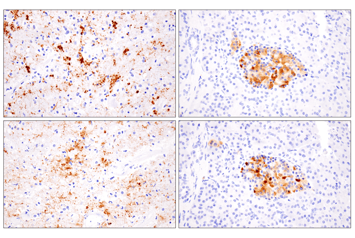 Immunohistochemistry Image 4: VGLUT2 (F1T6V) Rabbit Monoclonal Antibody