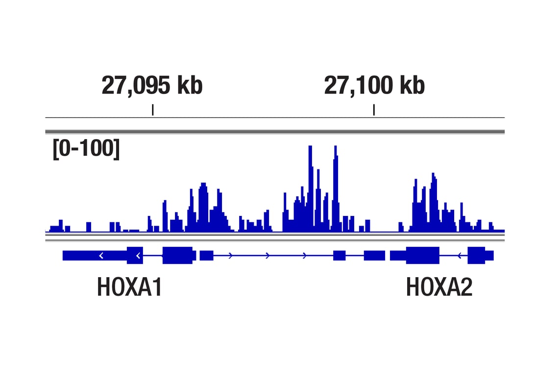 CUT & Tag Image 1: Bmi1 (D20B7) Rabbit Monoclonal Antibody