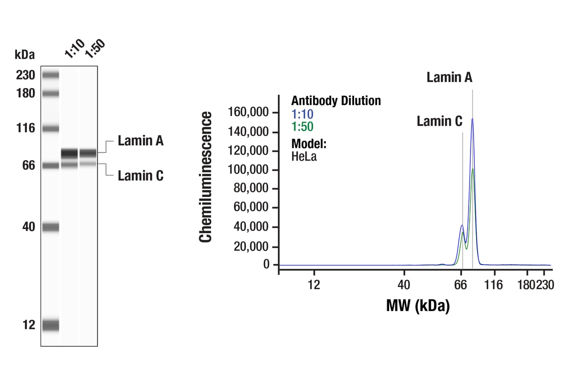Western Blotting Image 1: Lamin A/C (4C11) Mouse Monoclonal Antibody